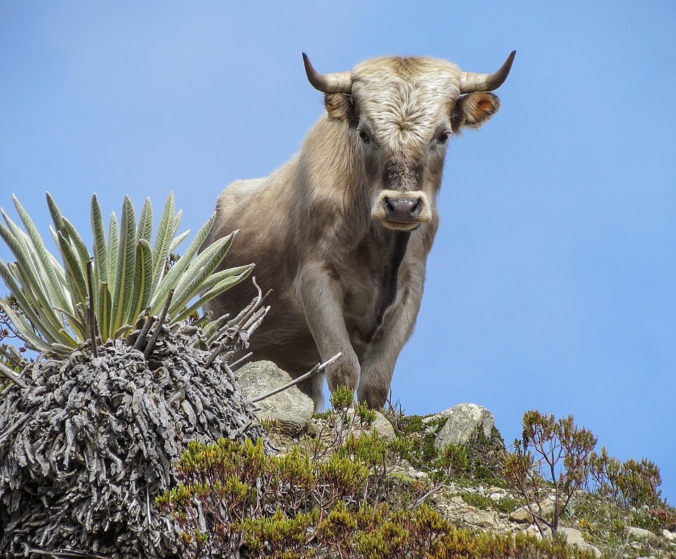 Miniature Dexter Cattle — photo used in our Cattle guide