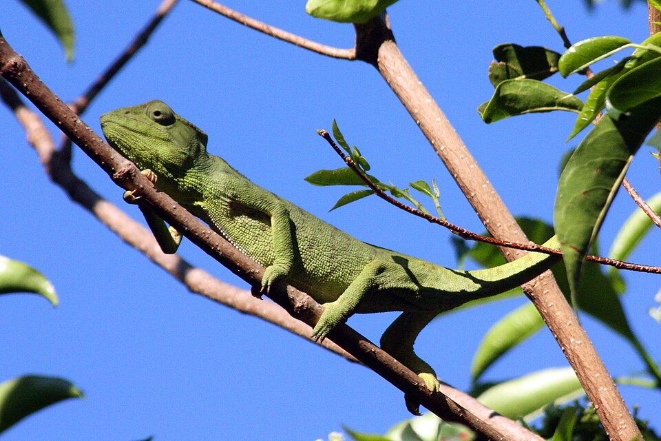 Veiled Chameleons — photo used in our Chameleons guide