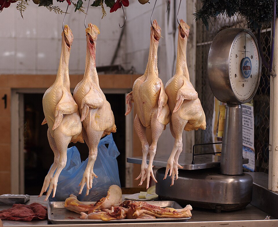 Leghorn Chickens — photo used in our Chickens guide