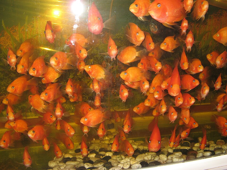 Angelfish Cichlids — photo used in our Cichlids guide