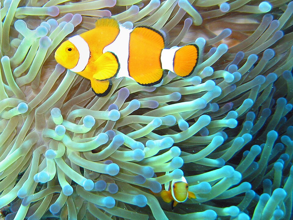 Ocellaris clownfish Clownfish — photo used in our Clownfish guide