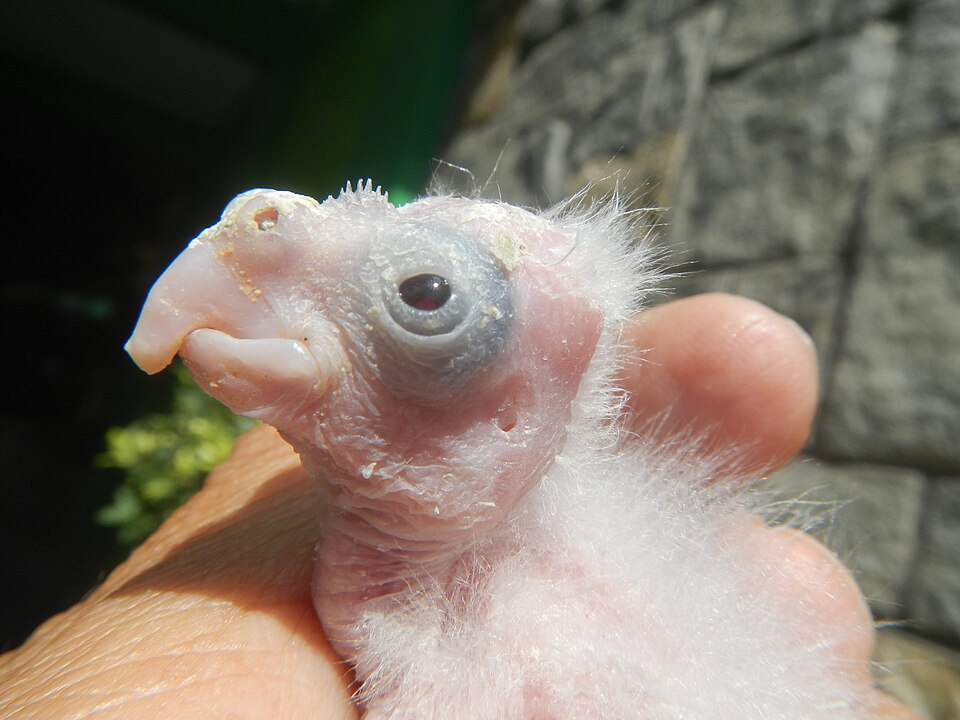 Lutino Cockatiels — photo used in our Cockatiels guide