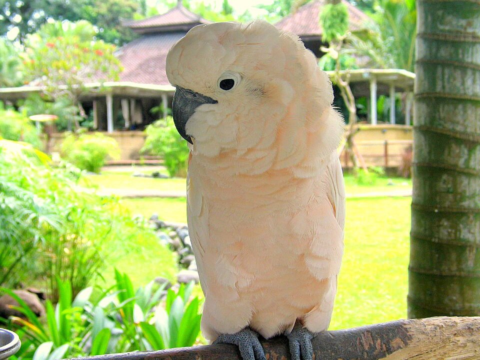Umbrella cockatoo Cockatoos — photo used in our Cockatoos guide