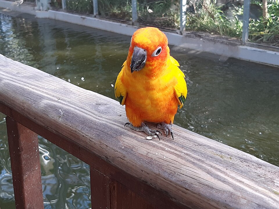 Sun conure Conures — photo used in our Conures guide