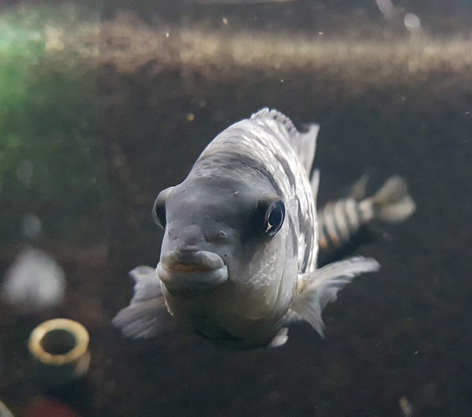 Pink Convict Convict Cichlid — photo used in our Convict Cichlid guide