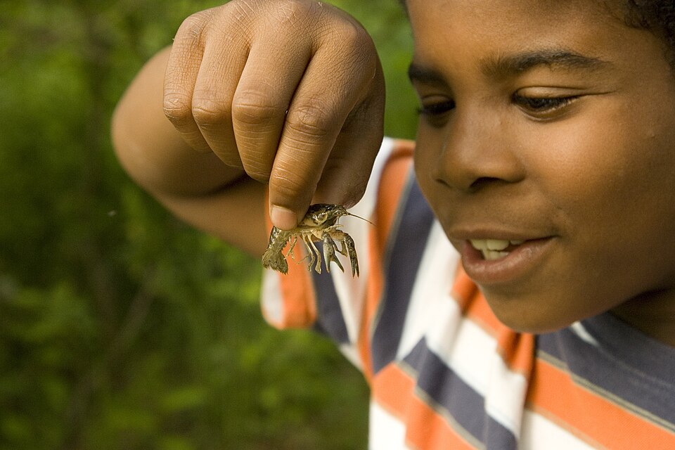 Red swamp crayfish Crayfish — photo used in our Crayfish guide