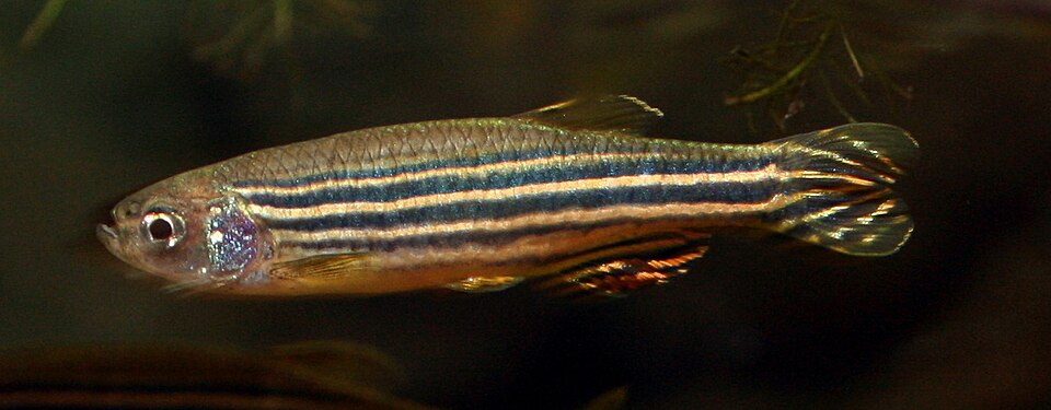 Zebra danio Danios — photo used in our Danios guide