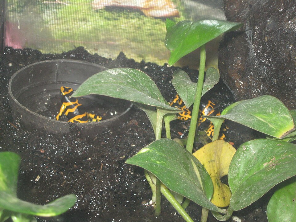 Blue dart frog Dart Frogs — photo used in our Dart Frogs guide