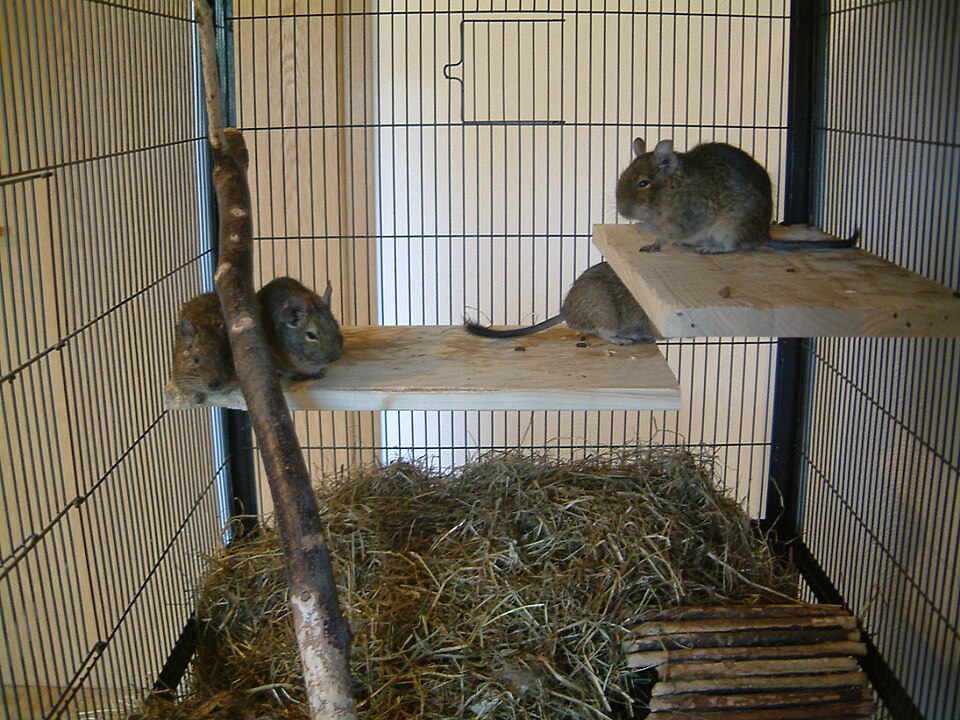 Common degu Degus — photo used in our Degus guide