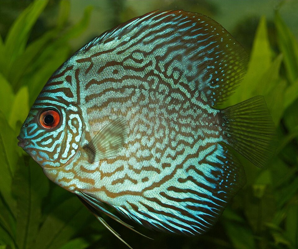Blue diamond discus Discus — photo used in our Discus guide