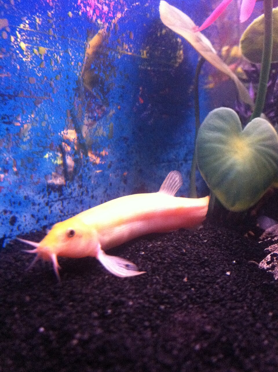 Golden Dojo Loach Dojo Loach — photo used in our Dojo Loach guide