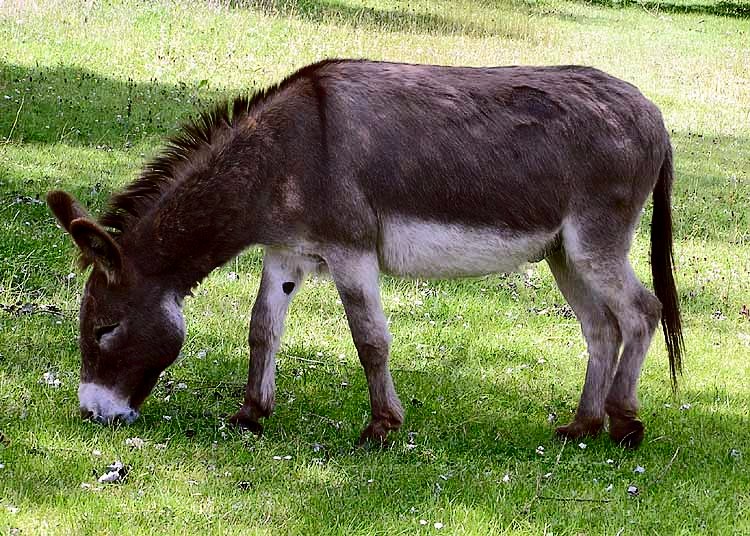 Mammoth donkey Donkeys — photo used in our Donkeys guide