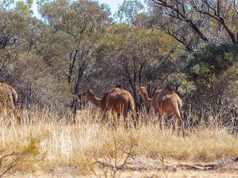 Dromedary / Arabian Camel Dromedary Camel — photo used in our Dromedary Camel guide