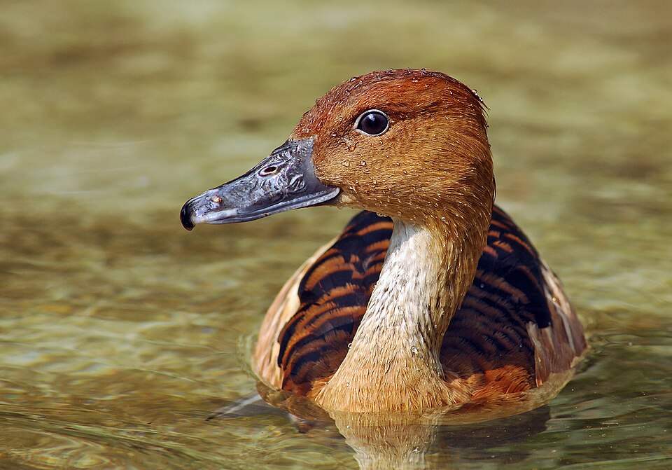 Muscovy Ducks — photo used in our Ducks guide