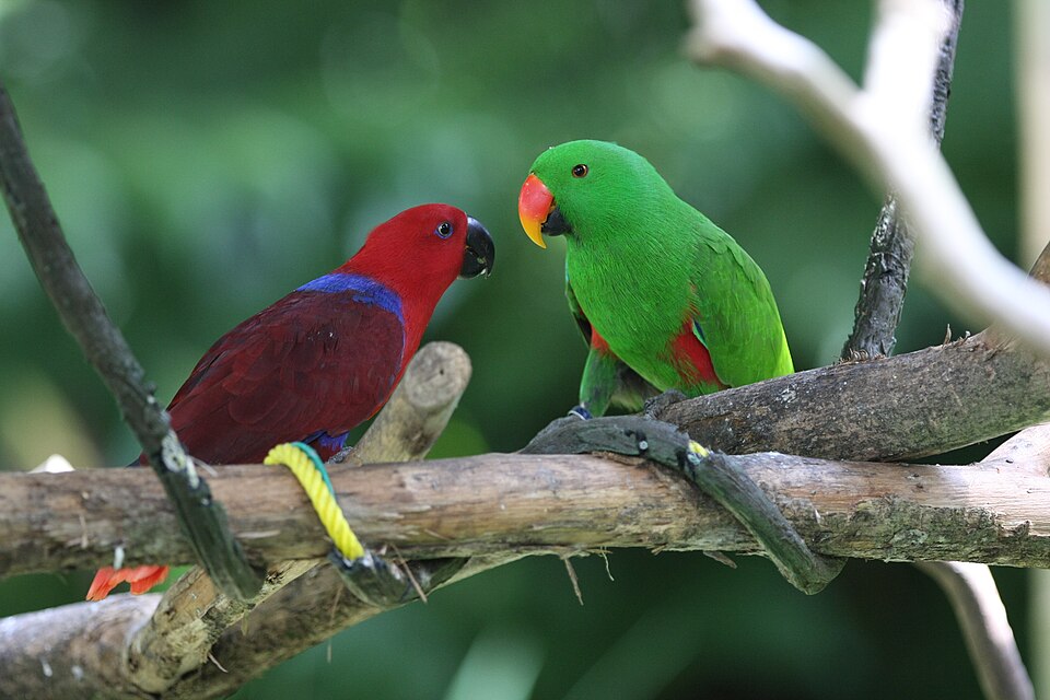 Solomon Island Eclectus Eclectus — photo used in our Eclectus guide