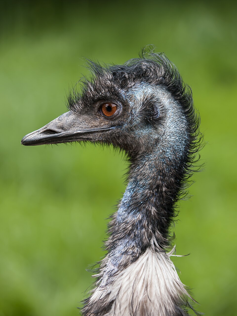Emu Emus — photo used in our Emus guide