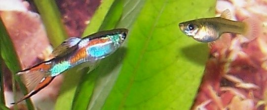 Black Bar Endler Endler's Livebearer — photo used in our Endler's Livebearer guide