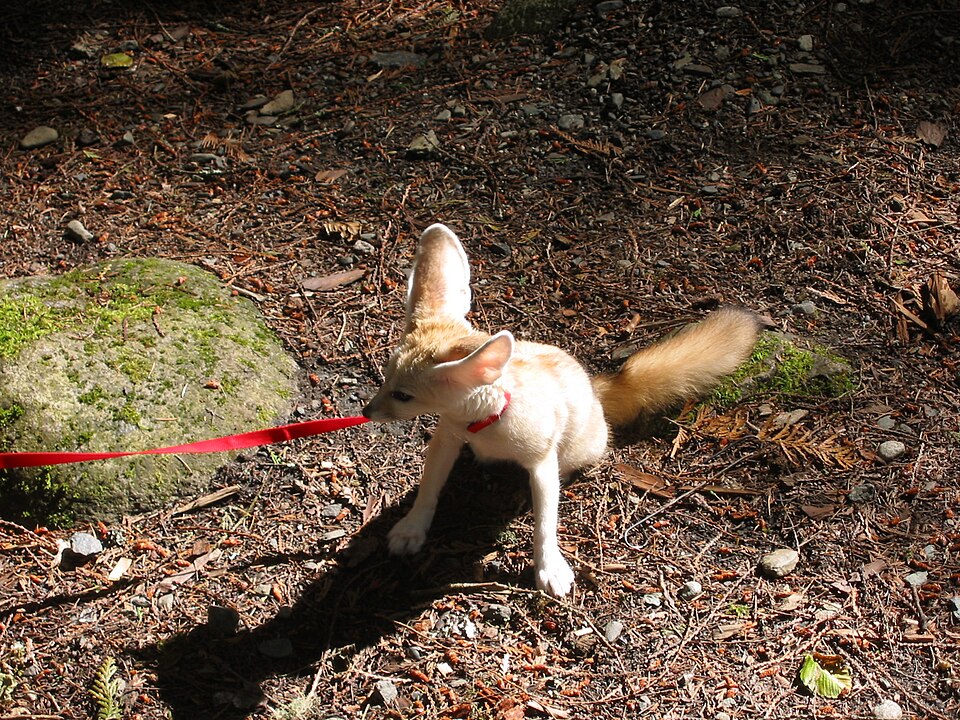 Fennec fox Fennec Foxes — photo used in our Fennec Foxes guide