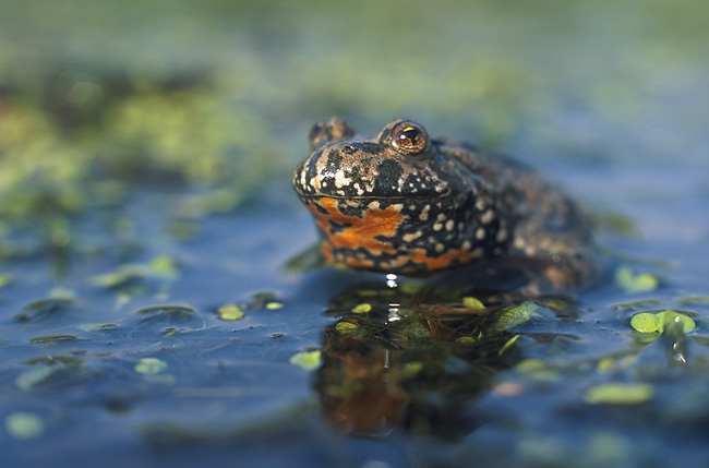 Oriental Fire-belly Toad Fire-belly Toad — photo used in our Fire-belly Toad guide