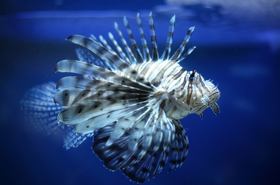 Purple Firefish Firefish — photo used in our Firefish guide