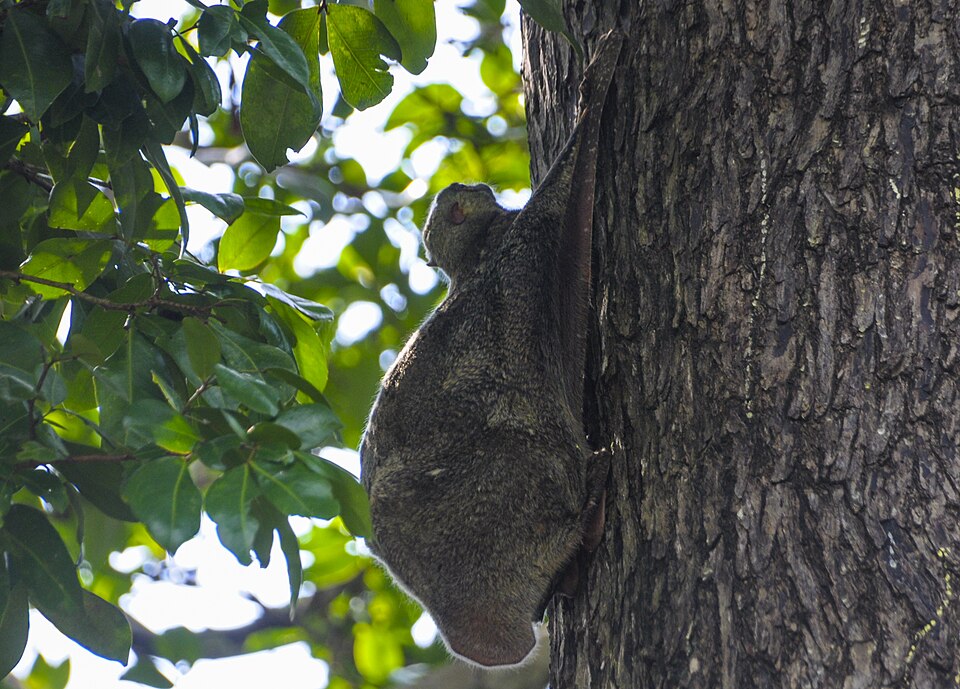 Northern flying squirrel Flying Squirrels — photo used in our Flying Squirrels guide