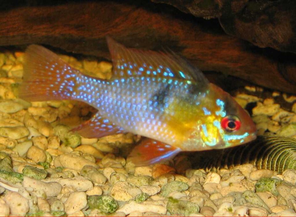 Golden Ram German Blue Ram — photo used in our German Blue Ram guide