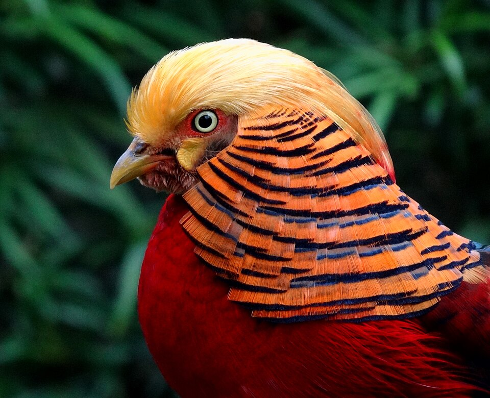 Red Golden Pheasant Golden Pheasant — photo used in our Golden Pheasant guide