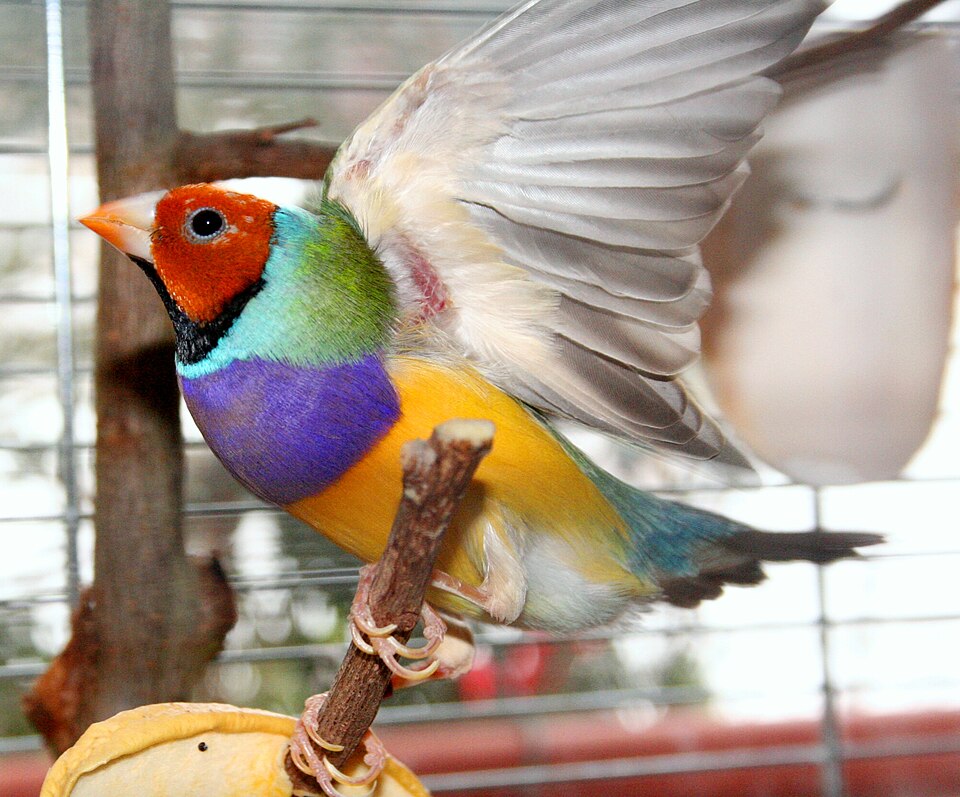 Red-headed Gouldian Gouldian Finch — photo used in our Gouldian Finch guide