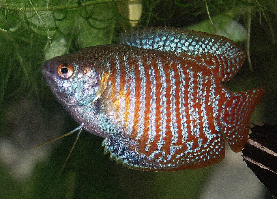 Dwarf gourami Gouramis — photo used in our Gouramis guide