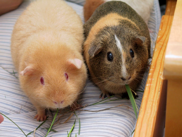 American Guinea Pigs — photo used in our Guinea Pigs guide