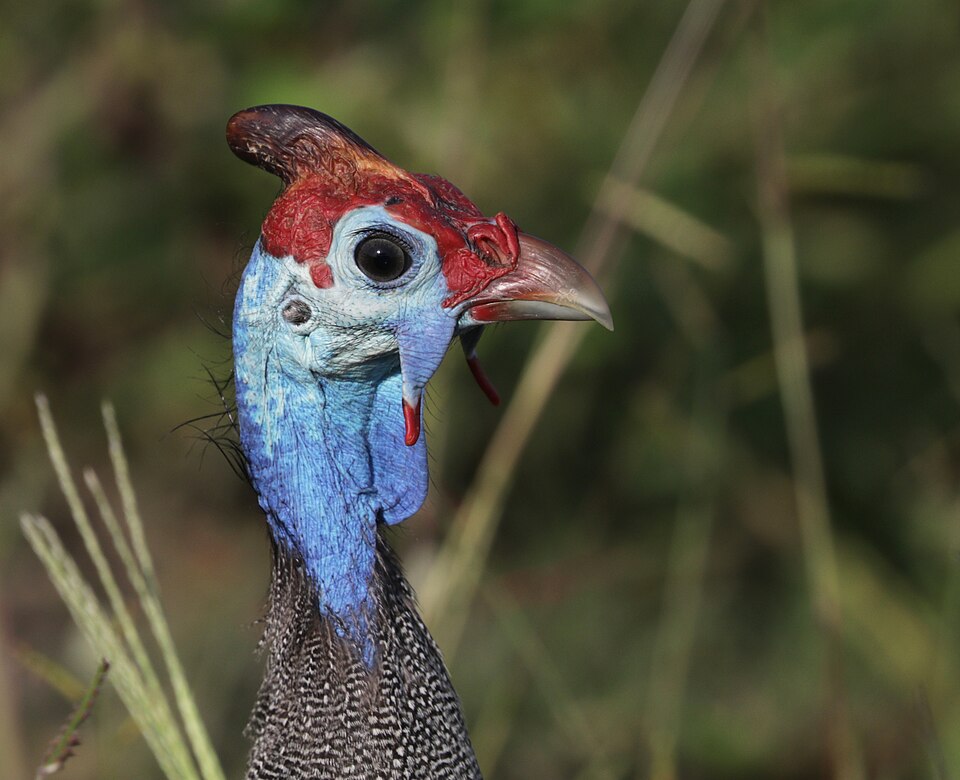 Vulturine guinea Guineafowl — photo used in our Guineafowl guide