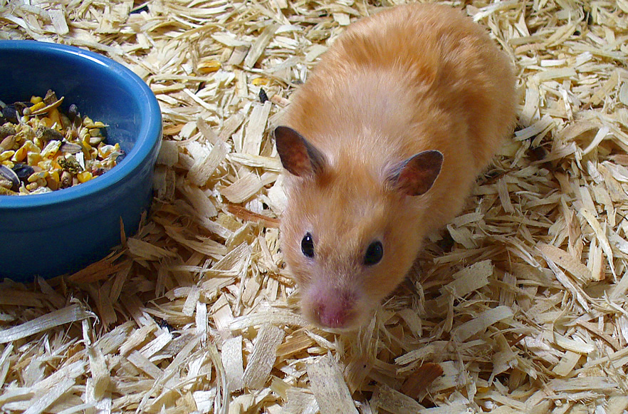 Syrian Hamsters — photo used in our Hamsters guide