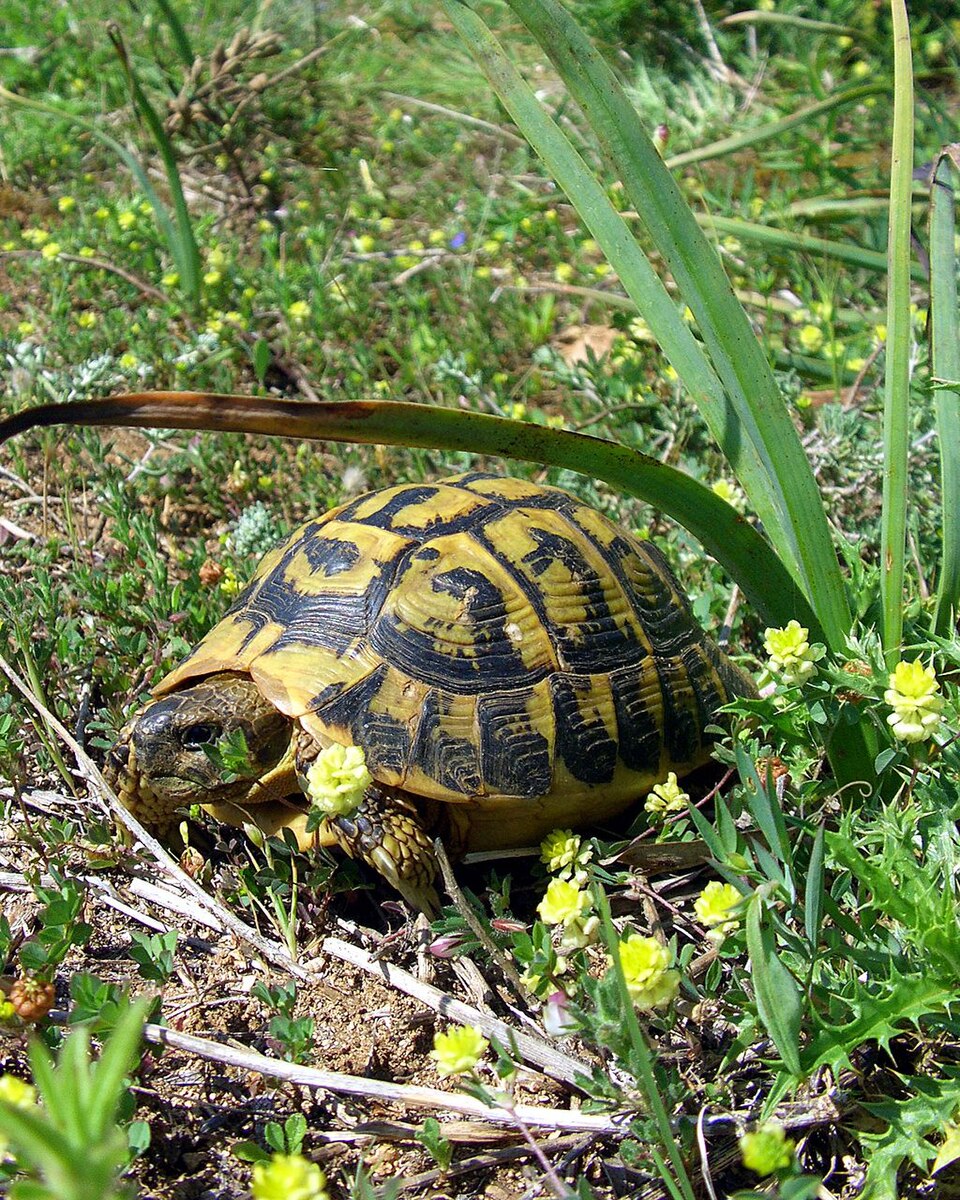 Hermann's Tortoise Hermann's Tortoise — photo used in our Hermann's Tortoise guide