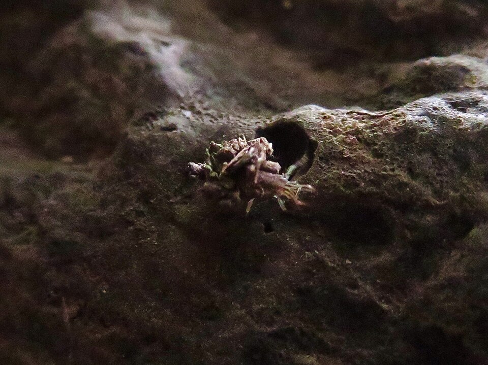 Caribbean Hermit Crabs — photo used in our Hermit Crabs guide