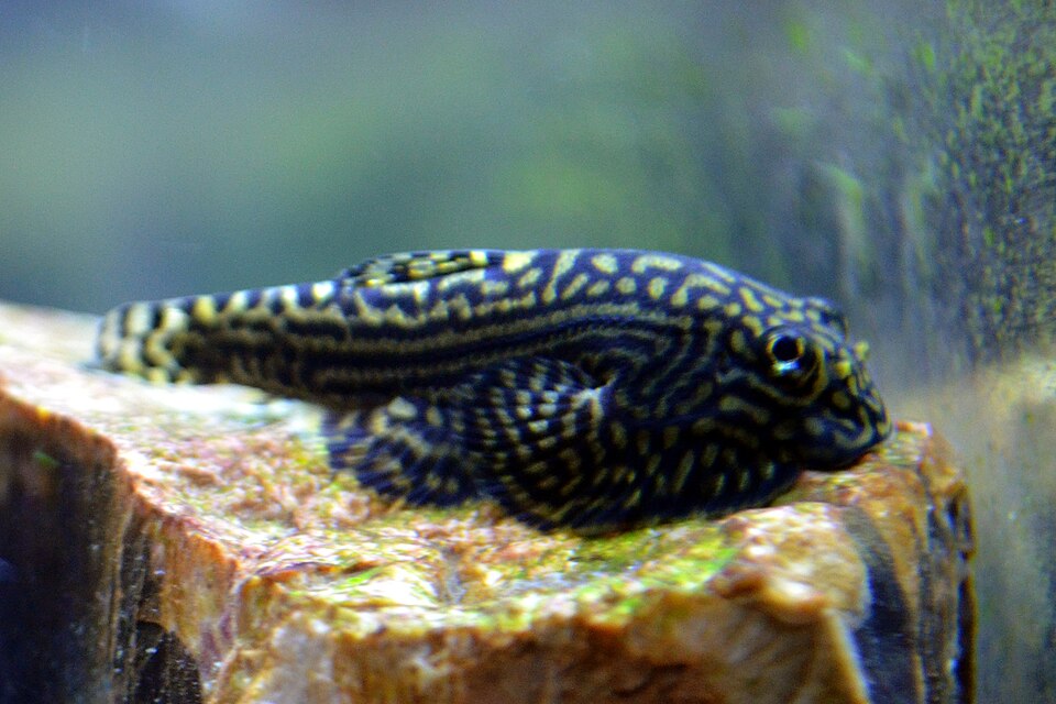 Hillstream Loach Hillstream Loach — photo used in our Hillstream Loach guide