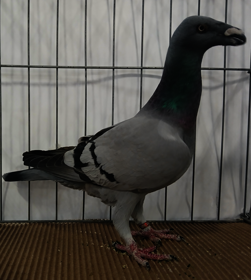 Racing Homer Homer Pigeon — photo used in our Homer Pigeon guide