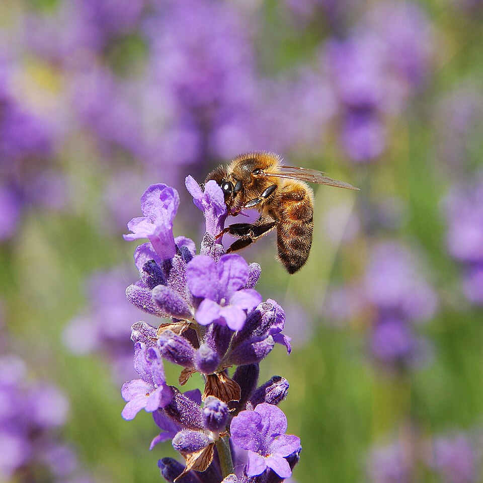 Western Honeybee (Apis mellifera) Honeybee — photo used in our Honeybee guide