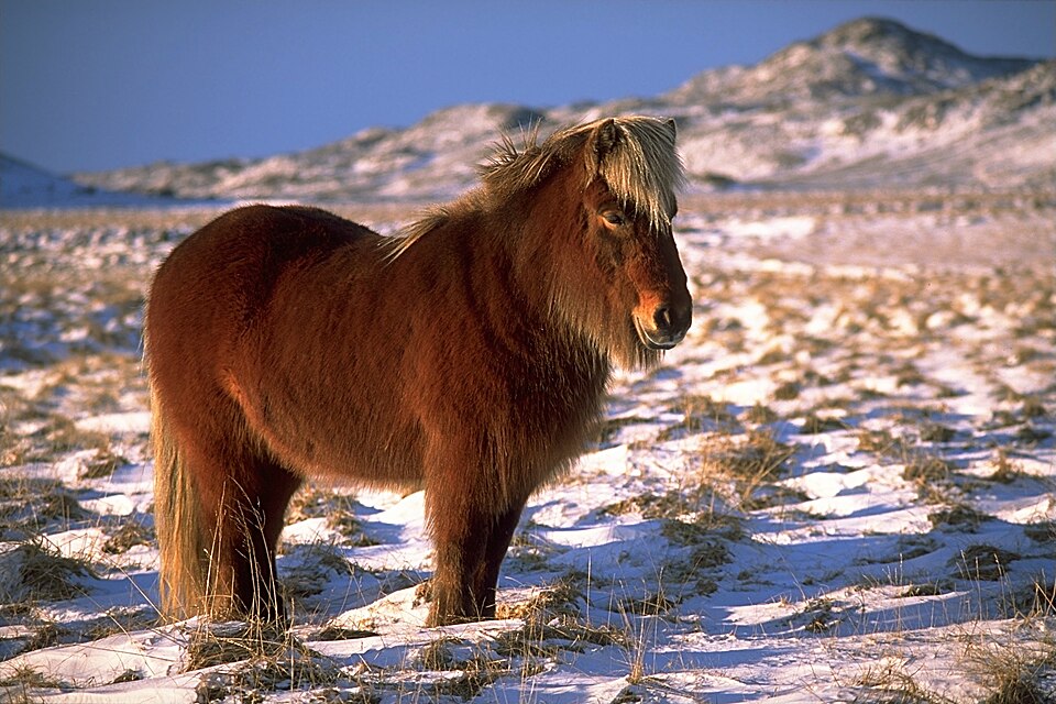 Quarter Horse Horses & Ponies — photo used in our Horses & Ponies guide