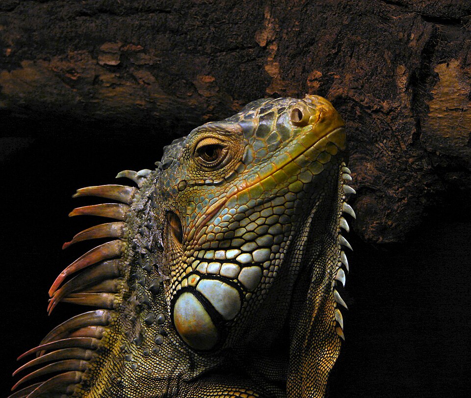 Red iguana Iguanas — photo used in our Iguanas guide
