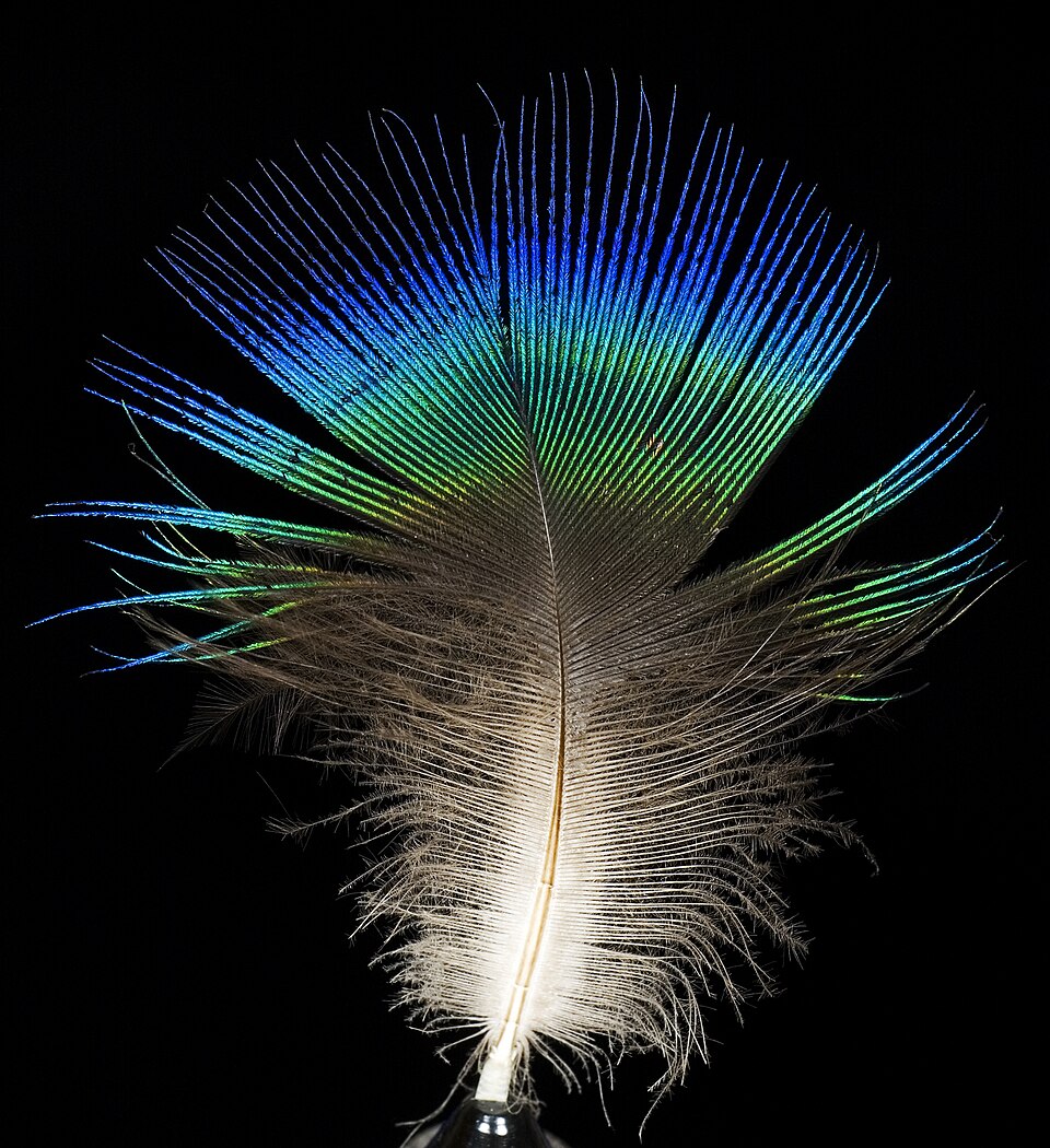 Blue Peafowl Indian Peafowl — photo used in our Indian Peafowl guide