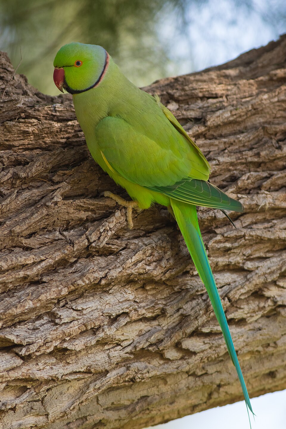 Indian Ringneck Indian Ringneck Parakeet — photo used in our Indian Ringneck Parakeet guide