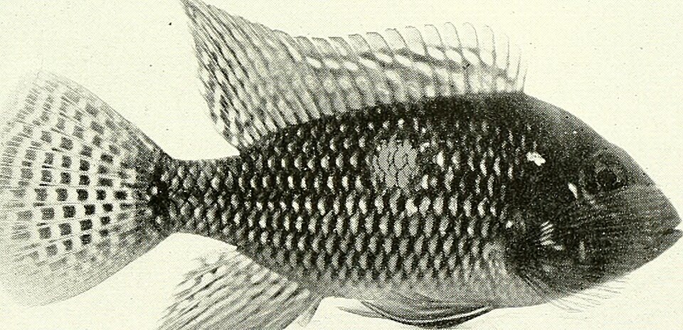 Electric Blue Jack Dempsey Jack Dempsey — photo used in our Jack Dempsey guide