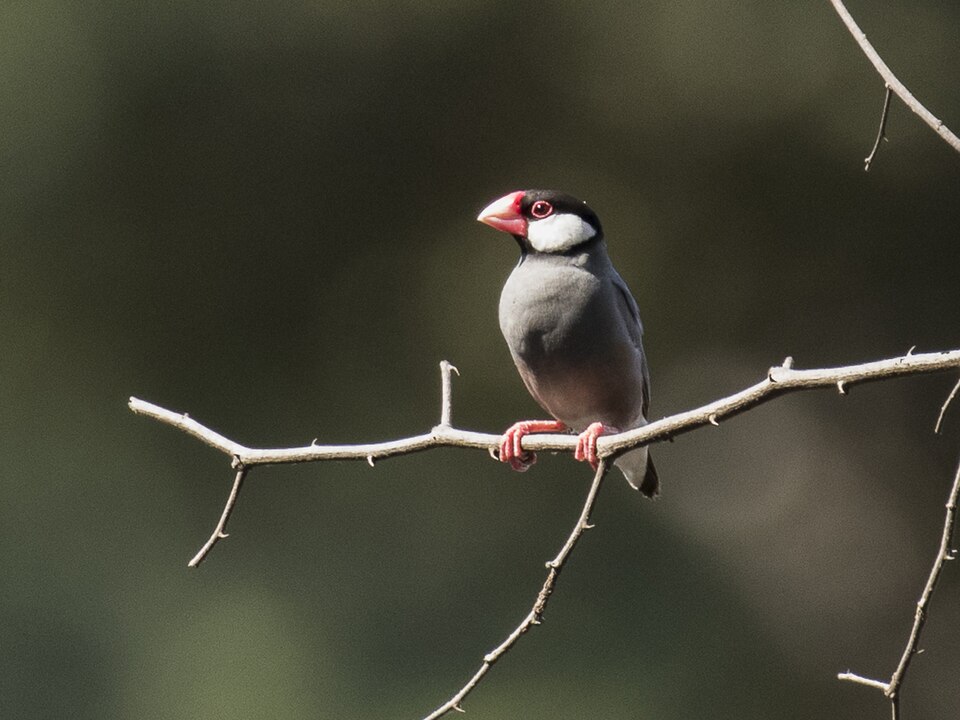 Java Finch Java Sparrow — photo used in our Java Sparrow guide