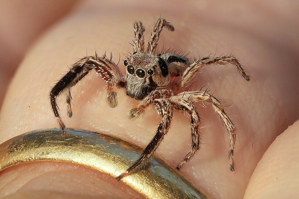 Bold Jumping Spider Jumping Spider — photo used in our Jumping Spider guide