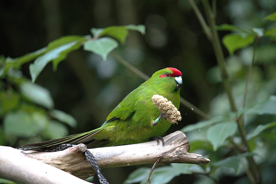 Red-fronted Parakeet Kakariki — photo used in our Kakariki guide