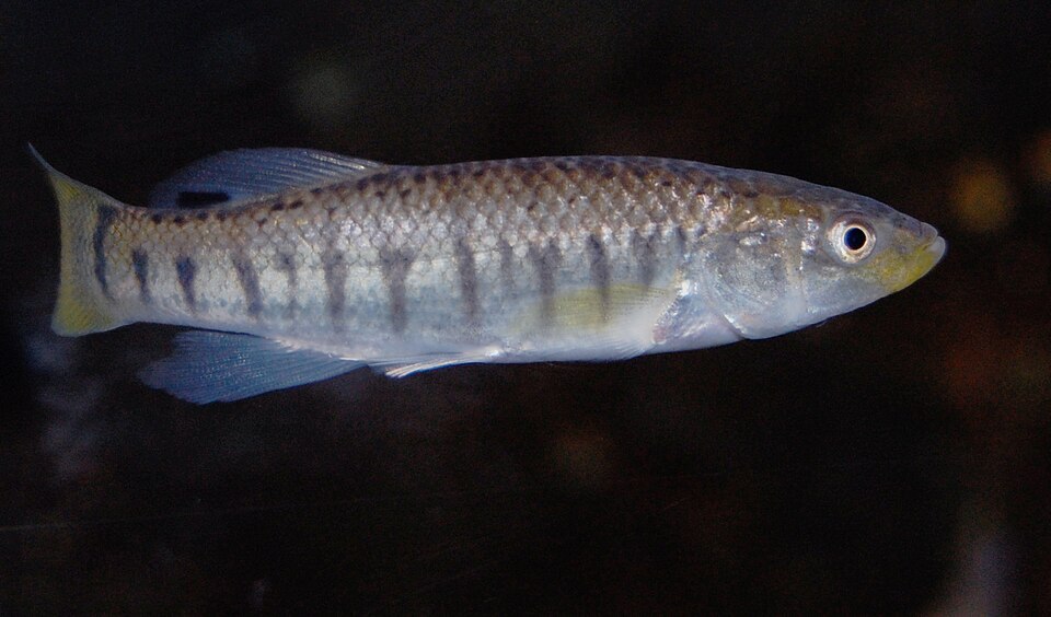 Clown Killifish Killifish — photo used in our Killifish guide