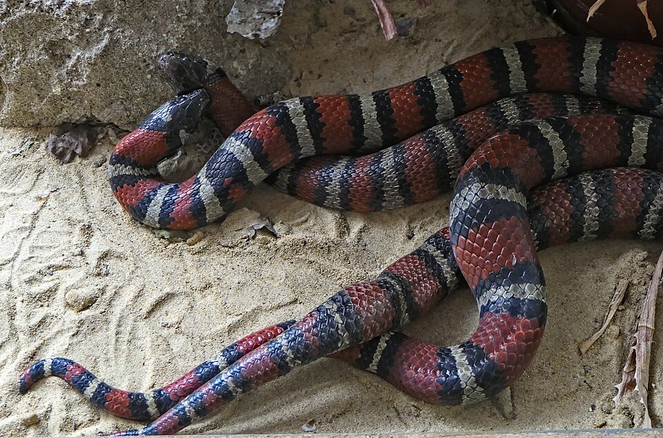 California king snake King Snakes — photo used in our King Snakes guide