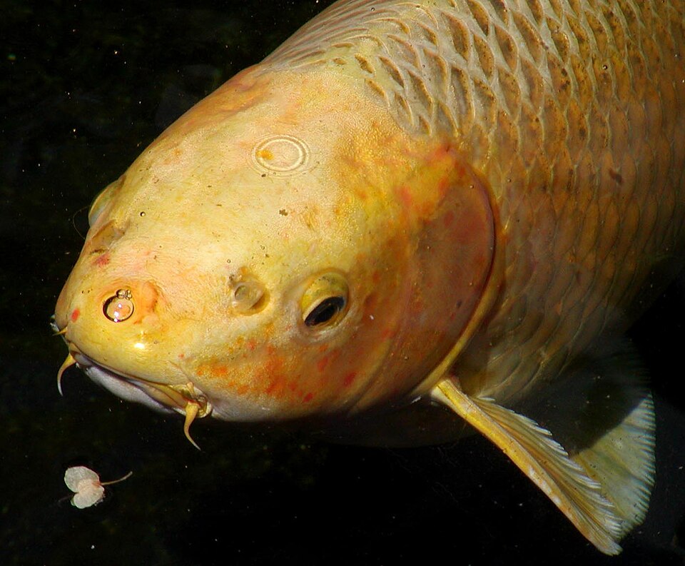Kohaku Koi — photo used in our Koi guide