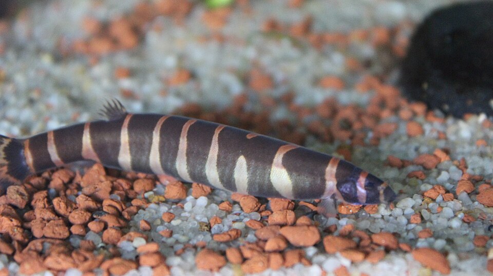 Black Kuhli Loach Kuhli Loach — photo used in our Kuhli Loach guide