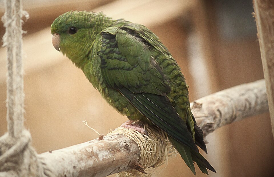 Barred Parakeet Lineolated Parakeet — photo used in our Lineolated Parakeet guide